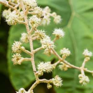 Tetrapanax papyrifer, fleurs