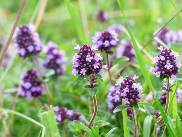 Thym Serpolet Violet Pourpre Rampant - Détail des fleurs