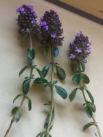 Thym Serpolet Violet Pourpre Rampant - Fleurs coupées