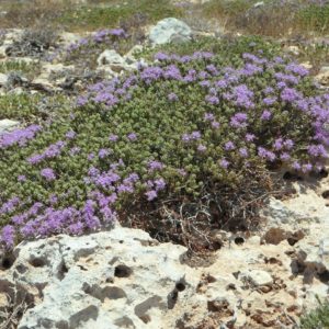 Thym Serpolet Violet Pourpre Rampant - Thymus serpyllum