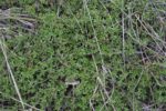 Thym Serpolet Violet Pourpre Rampant - Thymus serpyllum - Détail des feuilles
