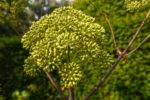 Angelica archangelica, inflorescence angélique
