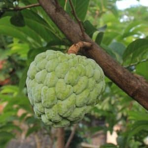 Annona cherimola - Fruit