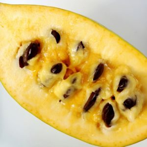 Fruit et graines d'Asiminier trilobé 'PA Golden'