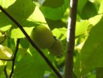 Fruits de l'Asiminier trilobé 'PA Golden'