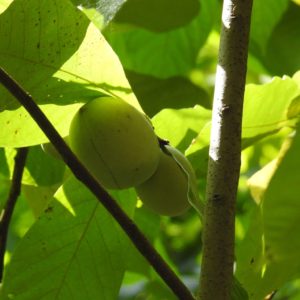 Fruits de l'Asiminier trilobé 'PA Golden'