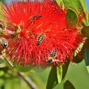 Callistemon citrinus, fleur de rince-bouteille et abeilles