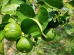 Fruits de Combava, fruits de Citrus hystrix, Plants de Combava, Plants de Citrus hystrix