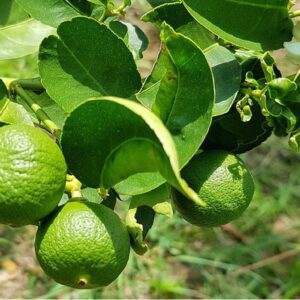 Combava, Citrus hystrix fruits