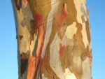 Eucalyptus gunnii écorce