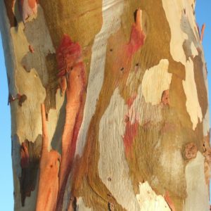 Eucalyptus gunnii écorce