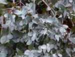 Eucalyptus gunnii, Feuillages de Gommier cidre, Graines de Eucalyptus gunnii, Graines de Gommier cidre