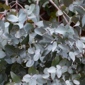 Eucalyptus gunnii, Feuillages de Gommier cidre, Graines de Eucalyptus gunnii, Graines de Gommier cidre