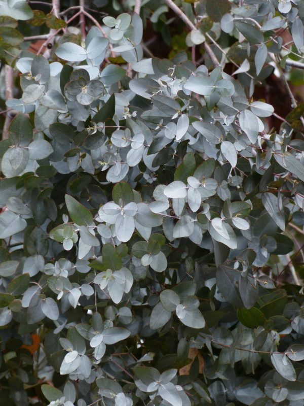 Eucalyptus gunnii feuillage