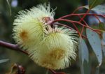 Eucalyptus gunnii floraison