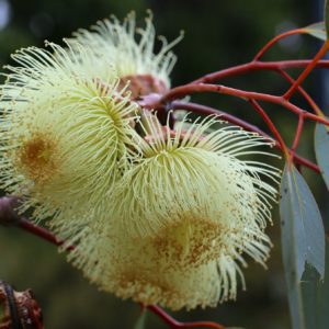 Eucalyptus gunnii floraison