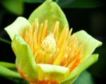Liriodendron tulipifera, Tulipier de Virginie détail de la fleur