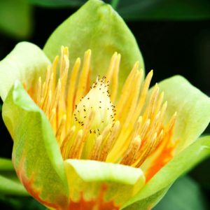 Liriodendron tulipifera, Tulipier de Virginie détail de la fleur