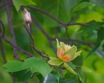 Liriodendron tulipifera, Tulipier de Virginie feuilles et fleur