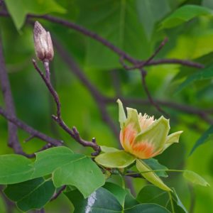 Liriodendron tulipifera, Tulipier de Virginie feuilles et fleur