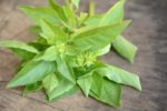 Ocimum basilicum ‘citriodorum’, basilic citron