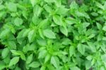 Ocimum basilicum ‘citriodorum’, basilic citron feuillage