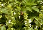 Ocimum basilicum ‘citriodorum’, basilic citron inflorescences