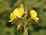 Oenothera biennis, onagre jaune inflorescence