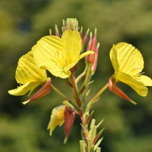 Oenothera biennis, onagre jaune inflorescence