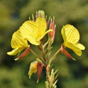 Oenothera biennis, onagre jaune inflorescence
