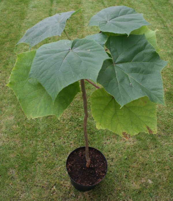 Paulownia elongata, Jeune plant
