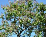 Paulownia elongata, port de l'arbre