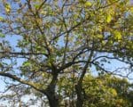 Paulownia elongata, port de l'arbre