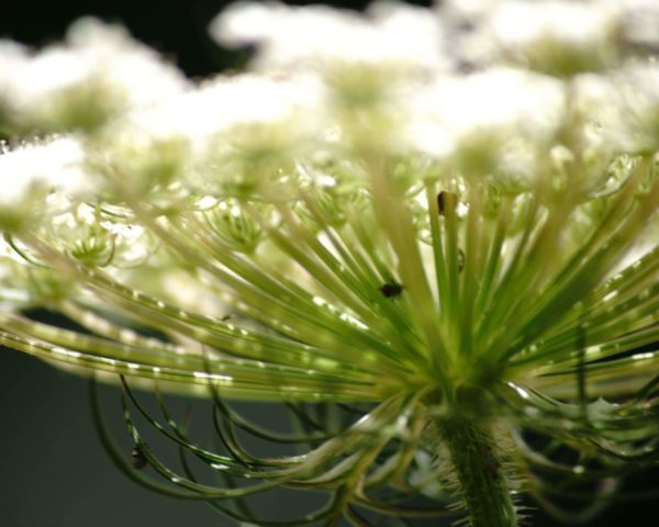 Pimpinella anisum, anis vert fleurs