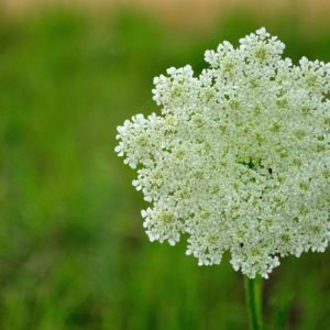 Pimpinella anisum, anis vert fleur