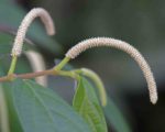 Piper aduncum - Matico - inflorescence
