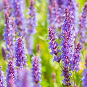 Salvia nemorosa, sauge des bois