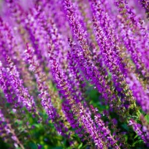 Salvia nemorosa, sauge des bois