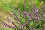 Salvia nemorosa, sauge des forêts