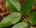 Zanthoxylum nitidum feuilles