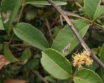 Zanthoxylum nitidum fleur