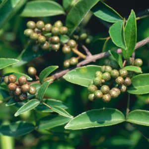 Zanthoxylum nitidum fruits