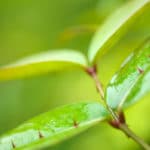 Zanthoxylum nitidum jeunes feuilles
