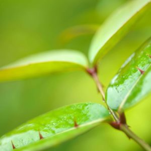 Zanthoxylum nitidum jeunes feuilles