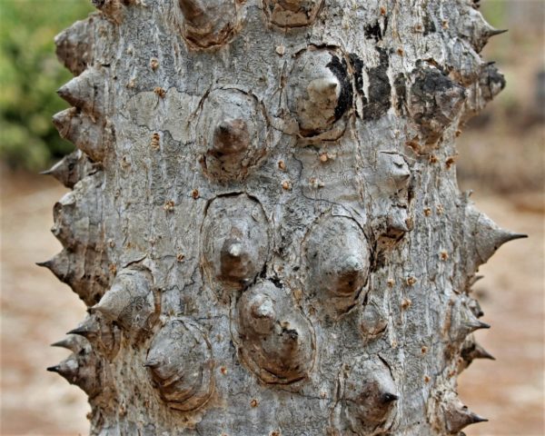 Graines de Zanthoxylum rhetsa - Poivrier indien - Boutique Végétale