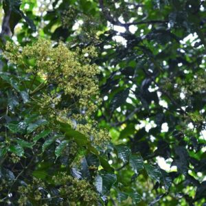 Feuilles de Zanthoxylum rhetsa
