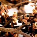 Graines de Zanthoxylum rhetsa
