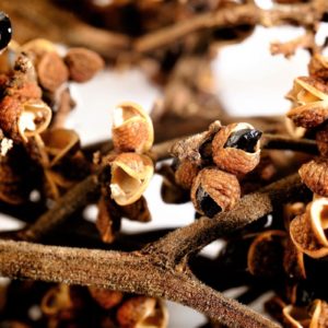 Graines de Zanthoxylum rhetsa