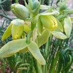 Graines d'Albuca spiralis, graines d'Albuca spiralée