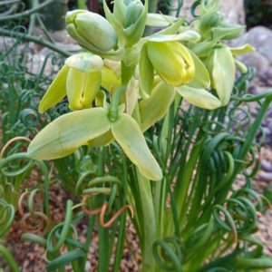 Inflorescences Albuca spiralis, fleurs d'Albuca spiralis